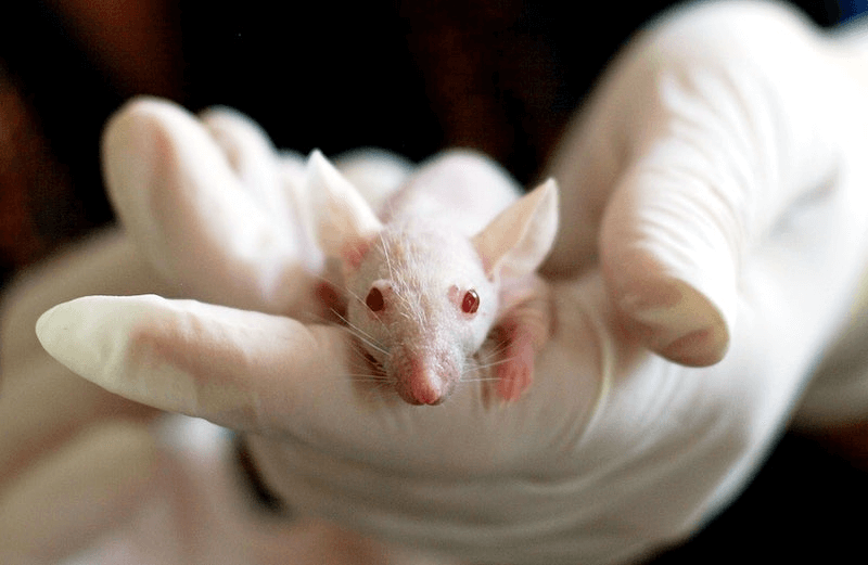 Viewpoint: Animal rights groups applaud FDA decision to not require animal  testing on new drugs, but there are no effective substitutes to assure  safety - Genetic Literacy Project