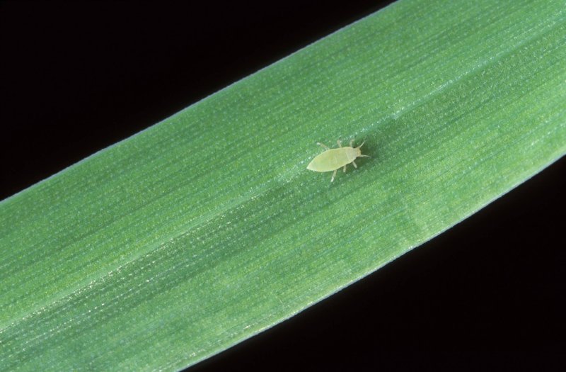 px russian wheat aphid