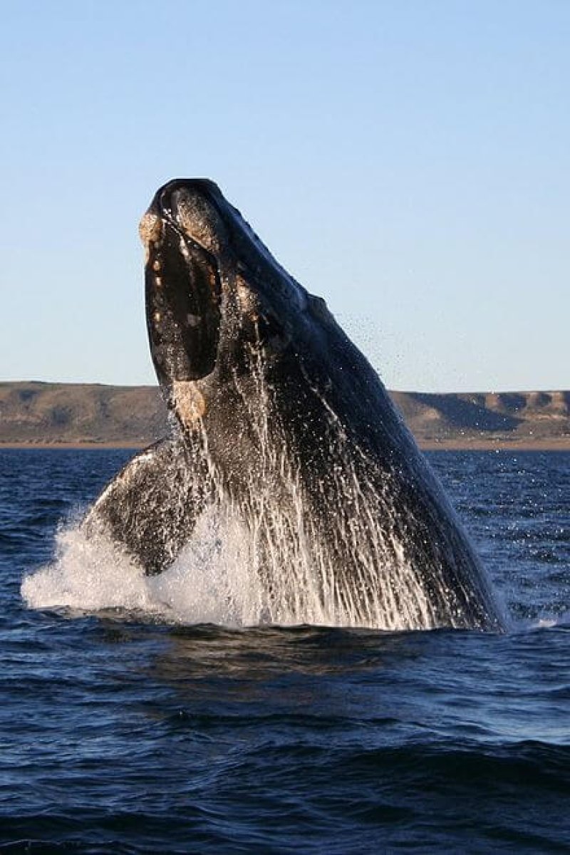 px southern right whale