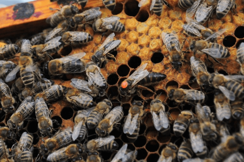 queen bee bees hive animals f f