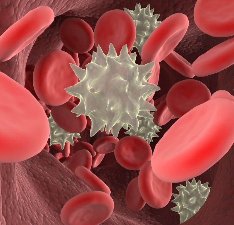 redwhite blood cells