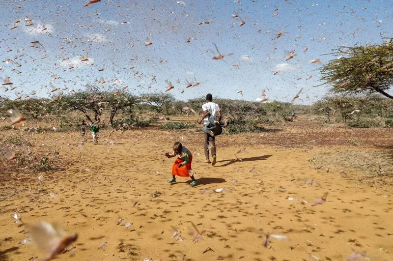 Locusts are just one of the more obvious pests that destroy crops. Credit: Baz Ratner via Reuters