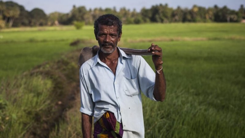 A rice farmer stands in his fields near Anuradhapura, Sri Lanka. Credit: Anna Maria Barry-Jester/Center for Public Integrity