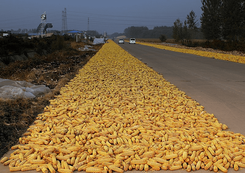 Corn along a roadway near Beijing. Credit calflier001 and Stephen Mason via CC-BY-SA-2.0
