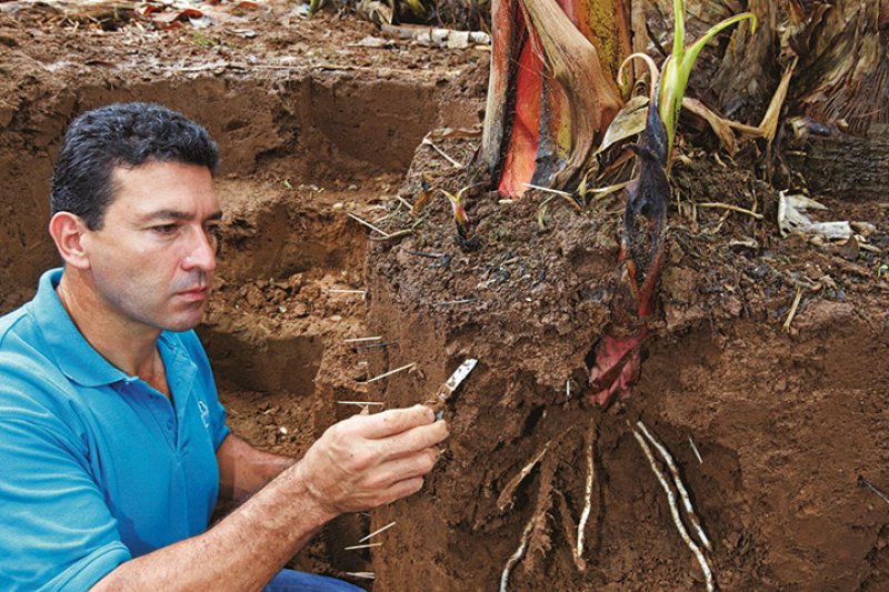 rodolfo solis banana plant roots