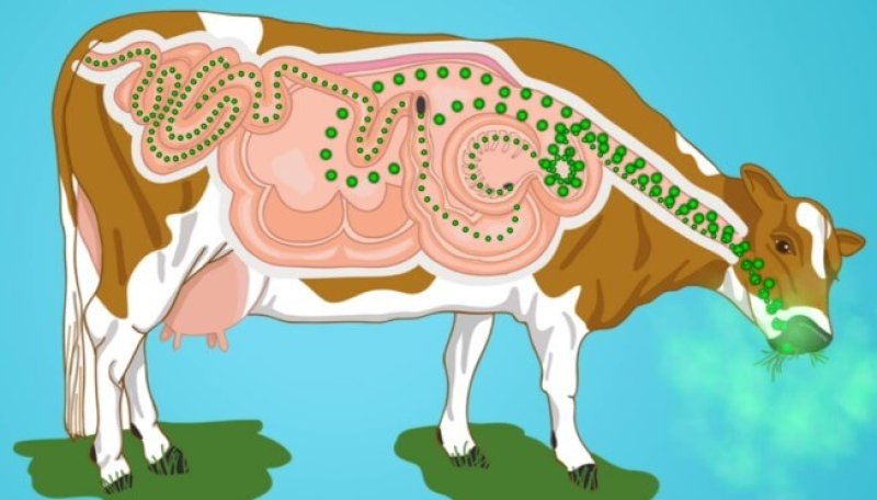 Ruminant digestion. Credit: NZ Dairy