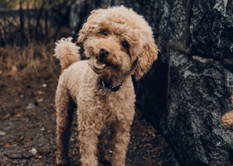 Cute canine head tilt: What are dogs thinking?