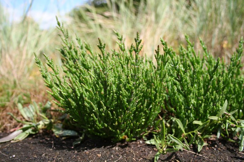 salicornia europaea ms