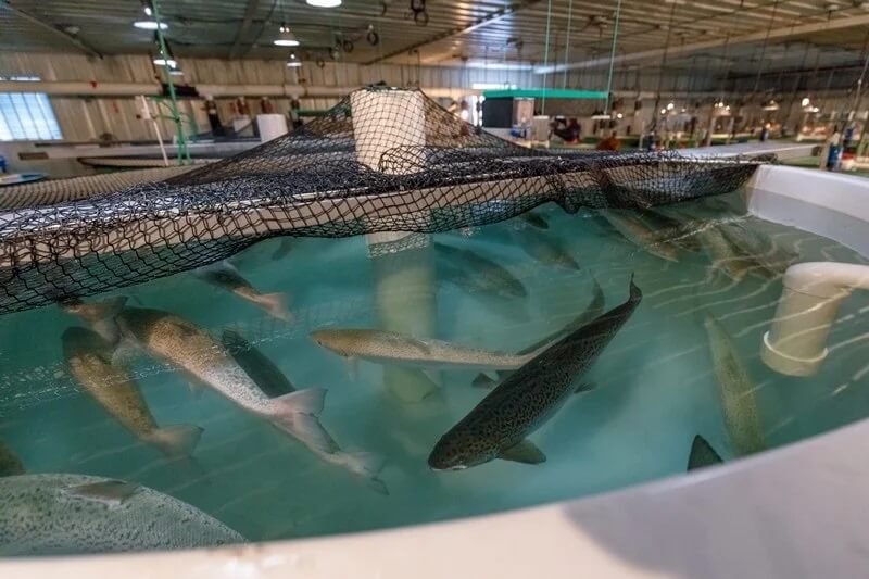Protecting wild salmon and other aquatic species: Success of AquaAdvantage salmon shows sustainable aquaculture will lean heavily on advanced breeding and biotechnology