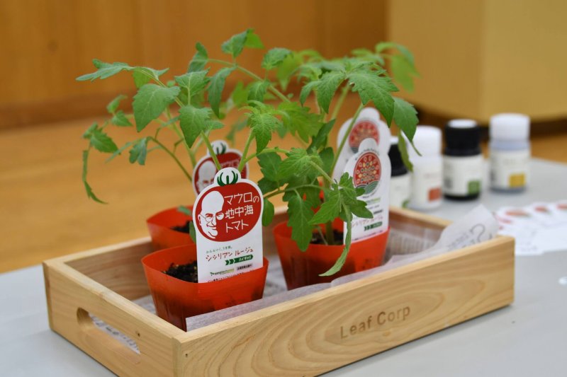 Commercially available gene-edited tomato plants. Credit: Sanatech