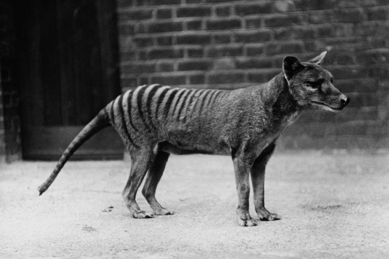 A thylacine, also known as a Tasmanian tiger, in captivity in the early 20th century. Credit: Popperfoto/Getty Images