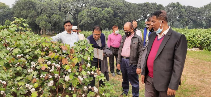 Members of the Bangladesh Cotton Development Board examine unique cotton species. Bangladesh has been developing its own cotton varieties for some time. Credit K. Islam
