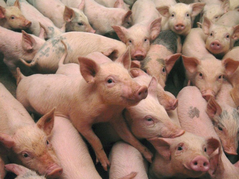 scientists shred study that says genetically modified food makes pigs sick