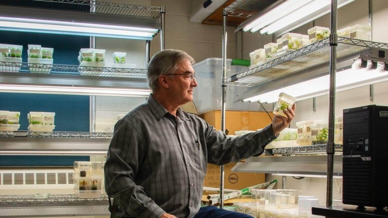 Lead scientist Bill Powell holding GM chestnut seedlings. Credit: Shne Lavalette via NYT