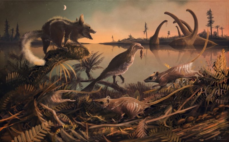 The earliest ancestors of eutherian mammals were small rat-like creatures (depicted in this illustration) that lived 145 million years ago in the shadow of the dinosaurs. Credit: LiveScience