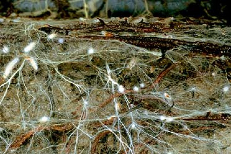 Soil fungus network. Credit: Simon Egli via Swiss Federal Institute