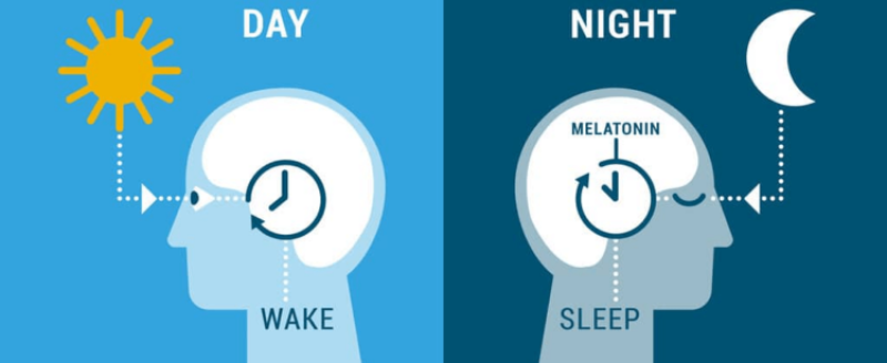 Perceiving without seeing: How light resets your internal clock