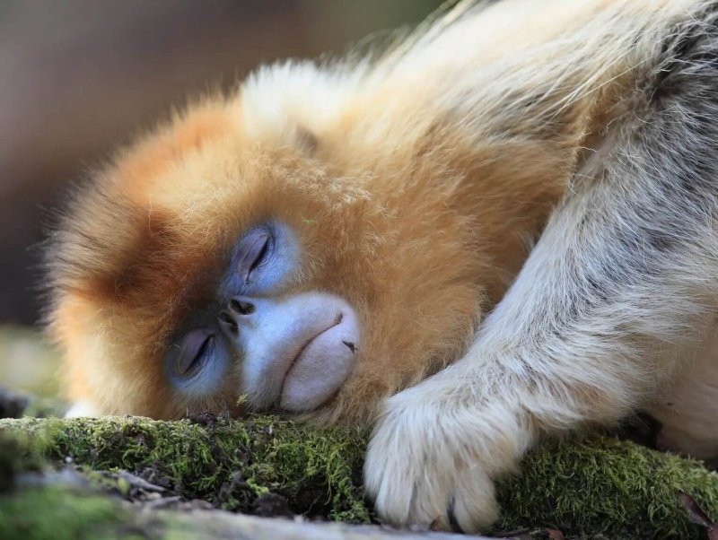 What do other primates dream of? Credit: Cyril Ruoso via Minden Pictures