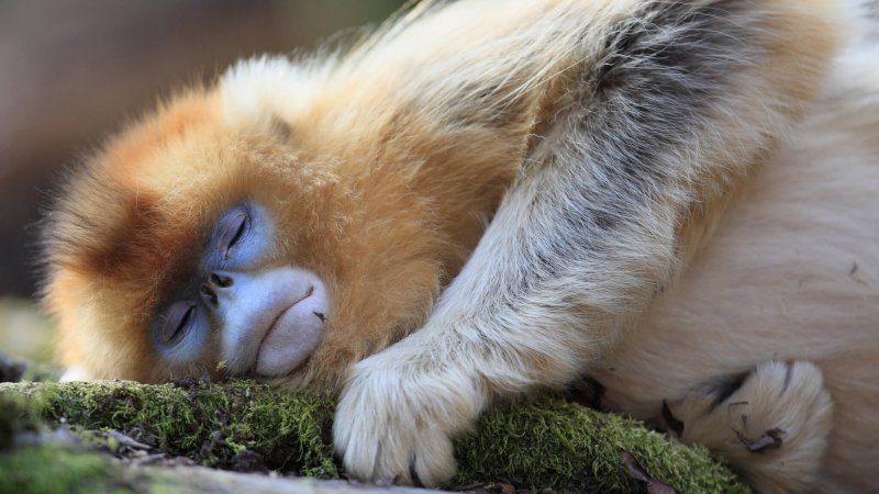 A sleeping golden snub-nose monkey. Credit: Cyril Ruoso/Minden Pictures