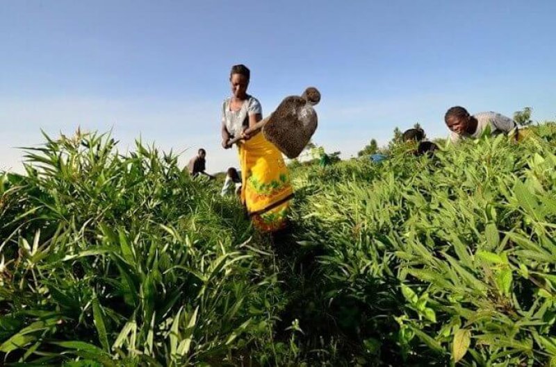 smallholder farmer in east africa x