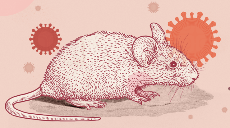 COVID experiments on mice