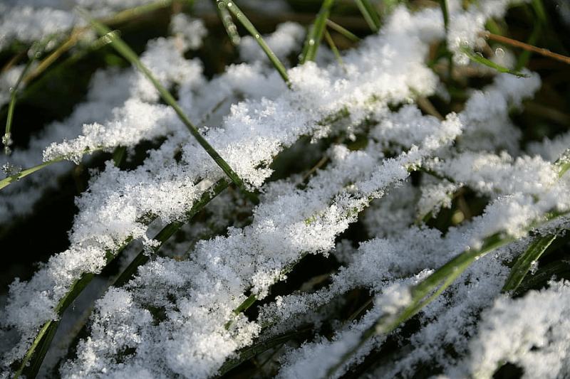 snow blades of grass first snow coldsnap
