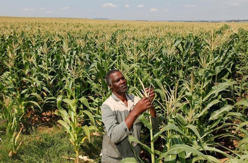 south africa corn