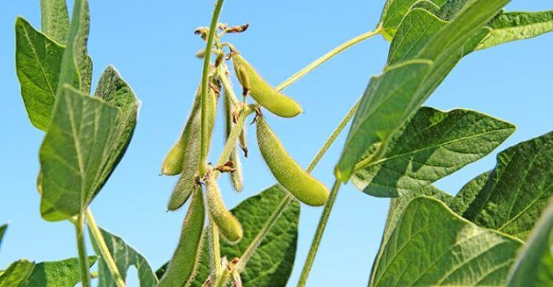 soybeanpods