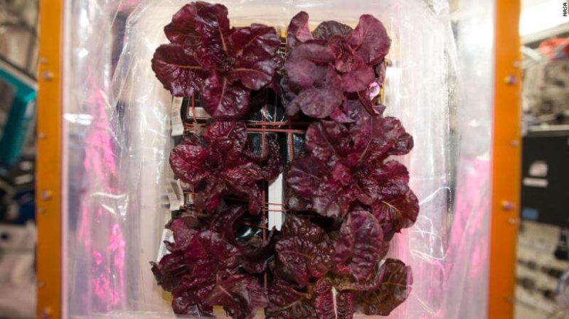 space station red romaine lettuce exlarge