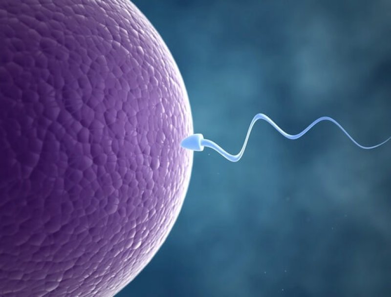 sperm egg
