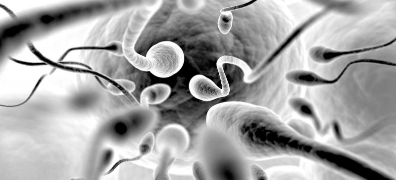 sperm