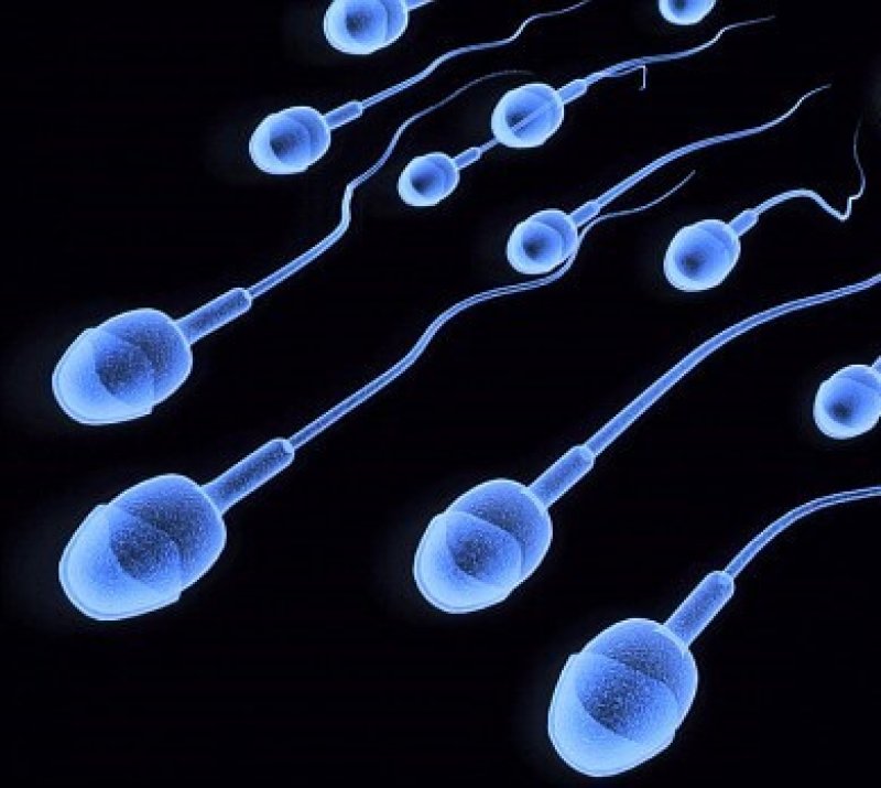 spermatazoa
