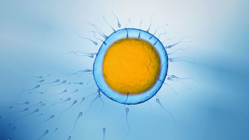 sperms swimming towards egg cell shutterstock x