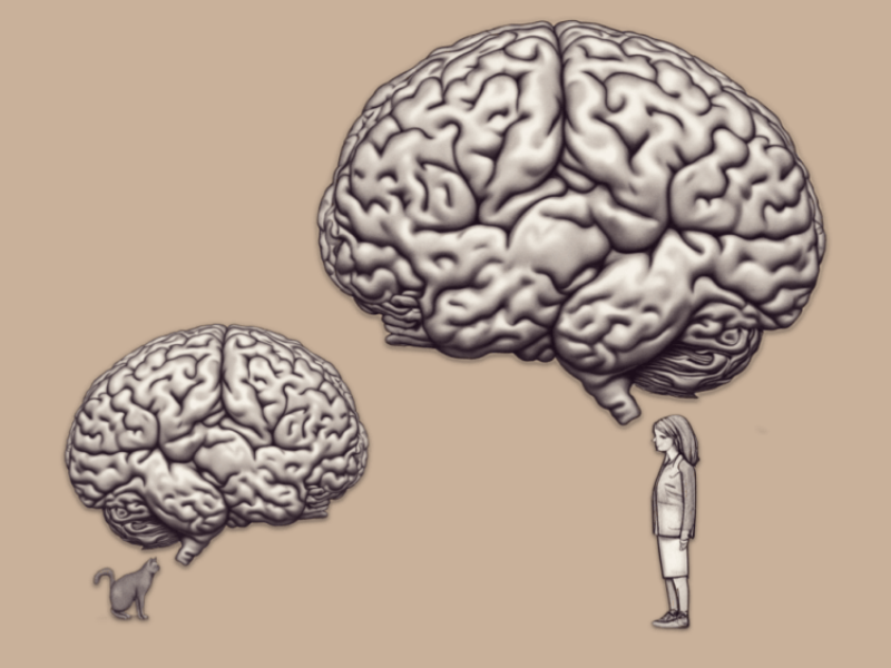 Why do humans have large brains? Evolutionists believe it may have to do with being programmed to begin sex later than other mammals