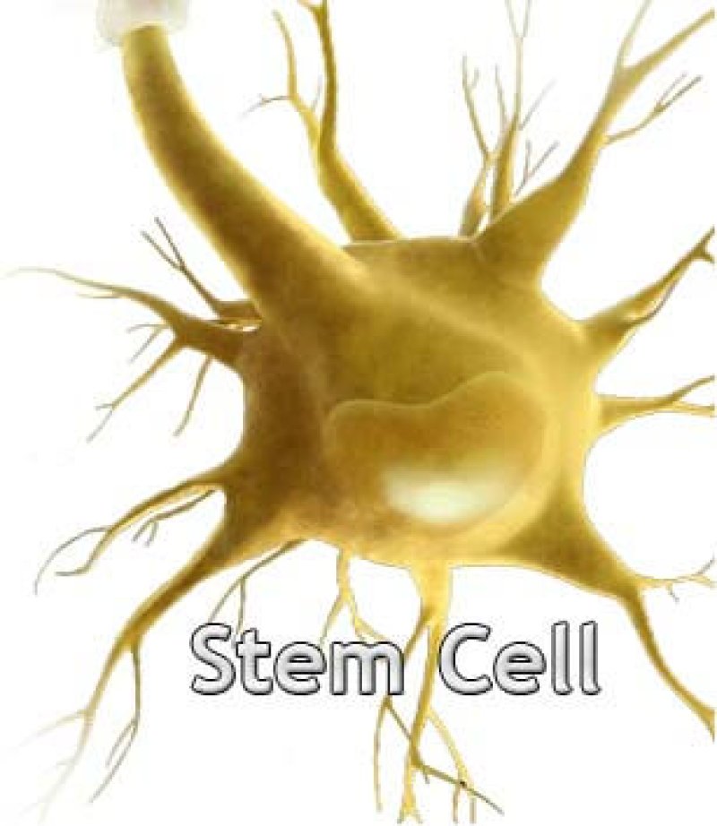 stem cell cartoon