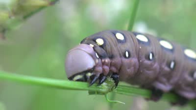 stock footage brown caterpillar insects macro k