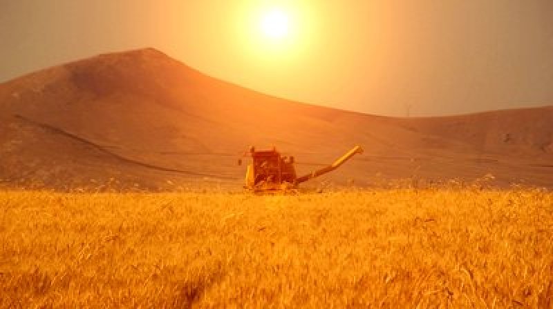 stock footage wheat harvesting sun reflection