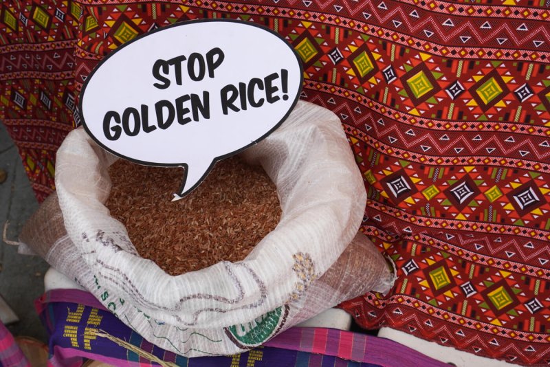 stop golden rice