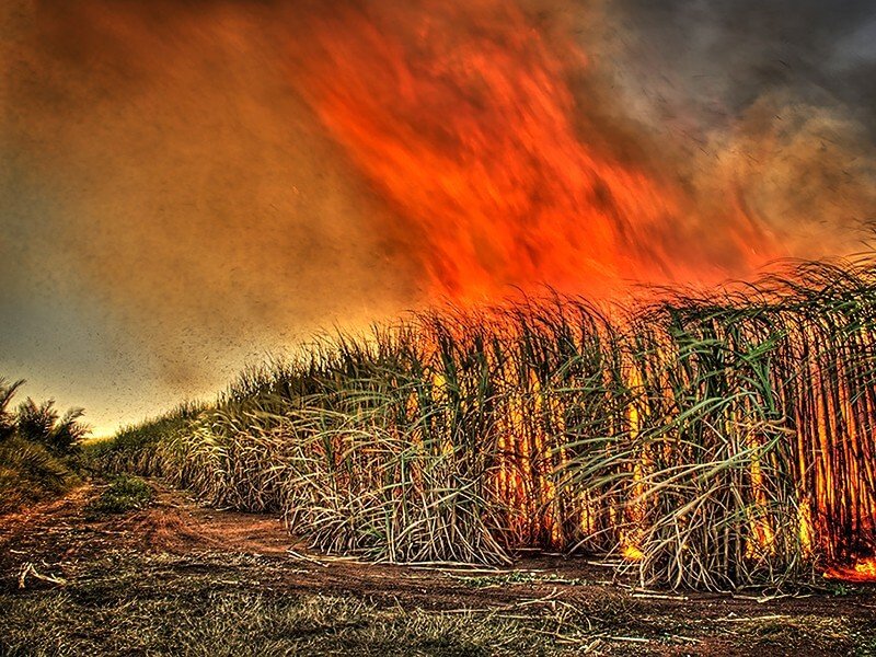 sugar cane burn flickr gavin fordham