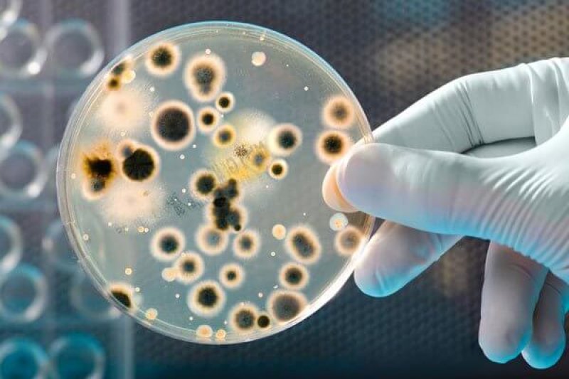 superbug