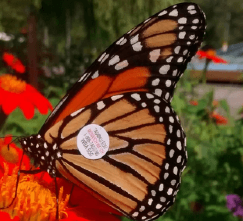 taggedbutterfly
