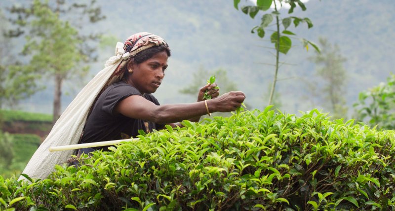 tea farmer plucking tea leaves e