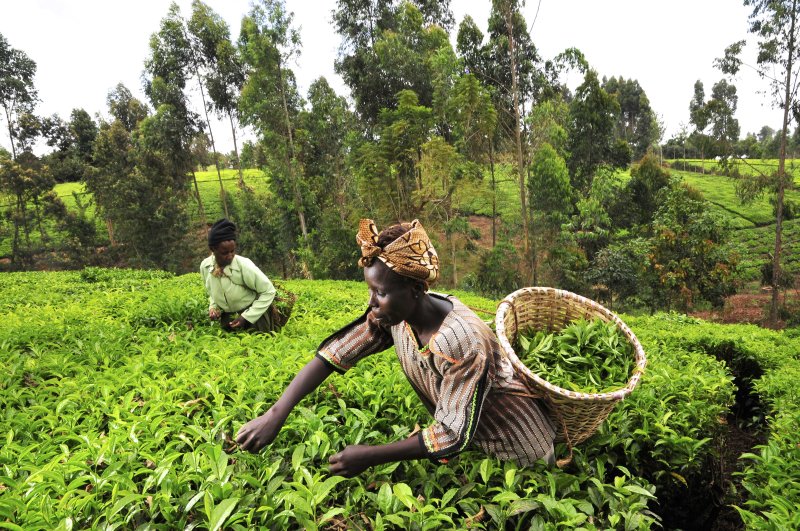 tea kenya farm creditciat flickr
