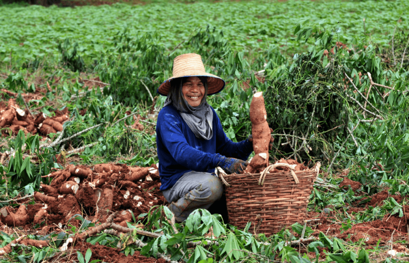 Cassava harvesting near Khorat, Thailand.
Credit: CIAT and NeilPalmer via CC-BY-SA-2.0