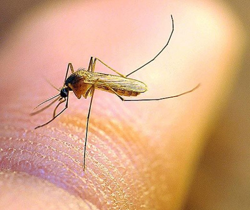 the receptor on mosquitoes that hates DEET discovered
