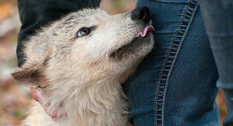 Credit: Happy Puppy