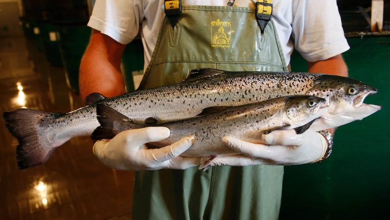 Which one is the genetically modified salmon? Credit: Paul Darrow