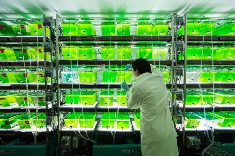 Biofuel from algae research. Credit: University of Michigan