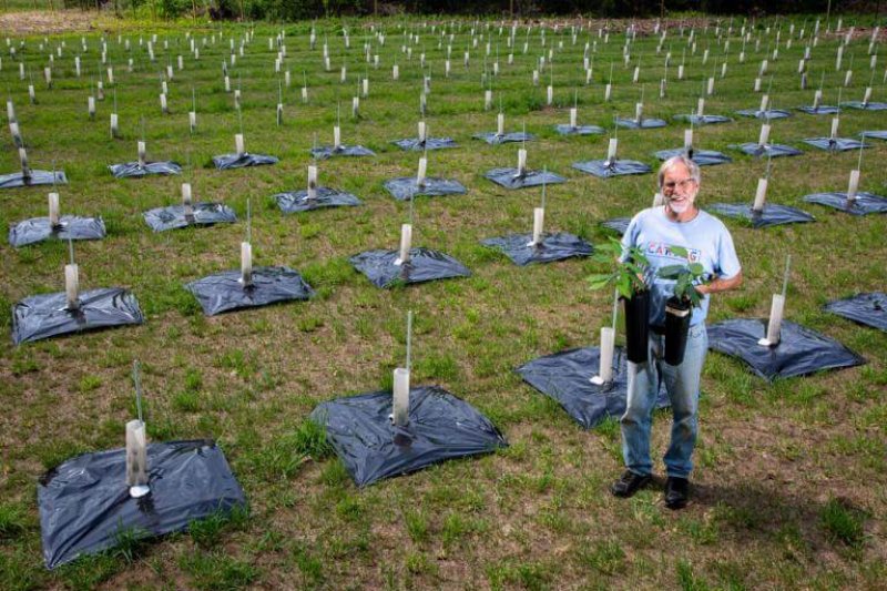 University of New England Professor Thomas Klak stands in a field of 550 fungal blight-tolerant American chestnut seedlings he helped develop in Cape Elizabeth. Credit: Troy R. Bennett/BDN