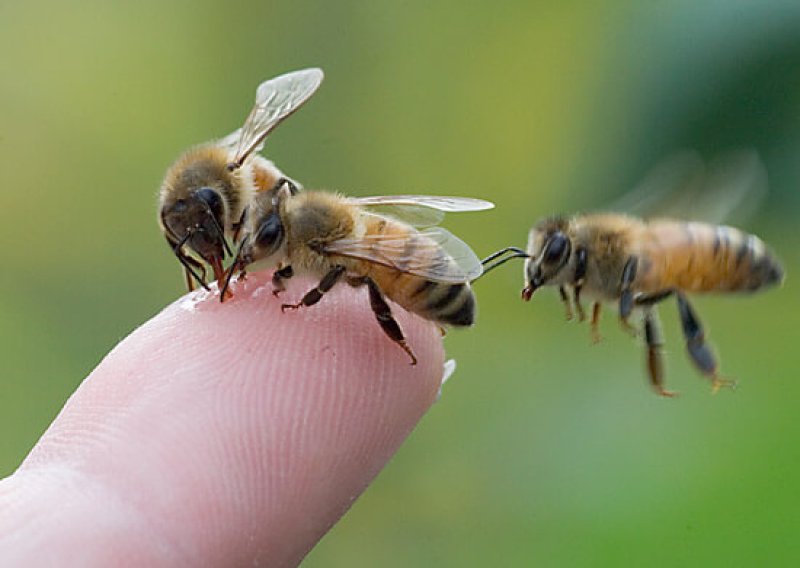 three bees finger
